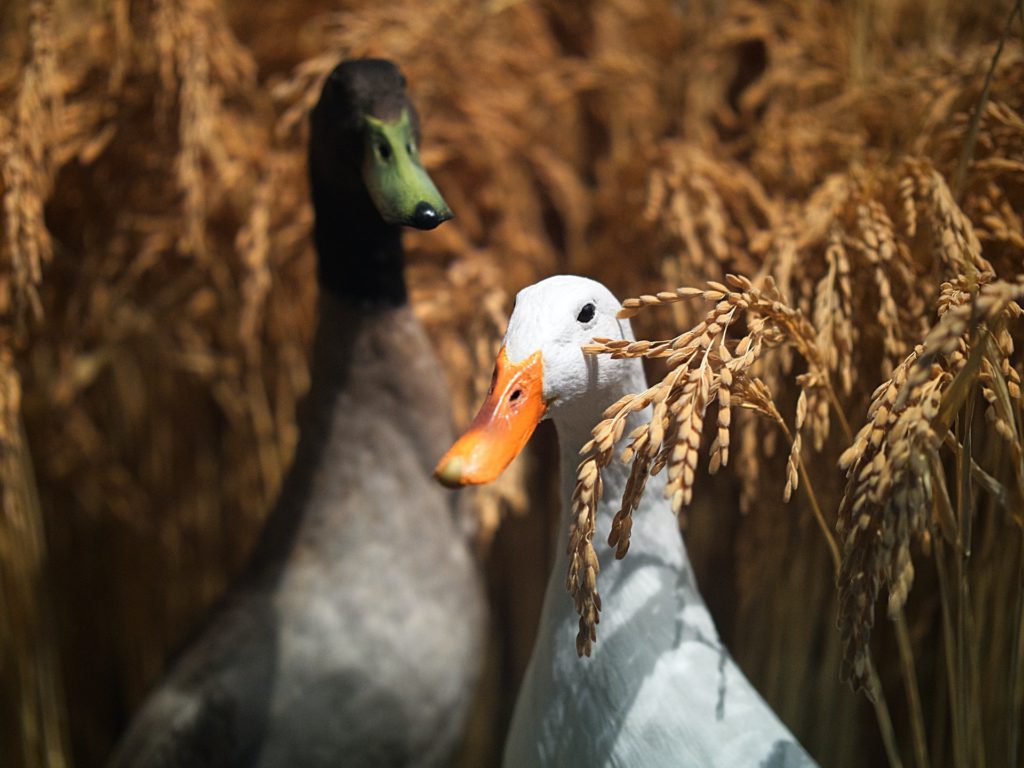 Photographie canards