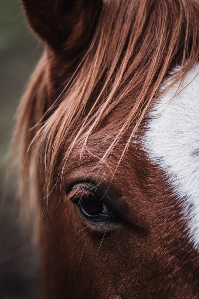 Photographie d'un cheval