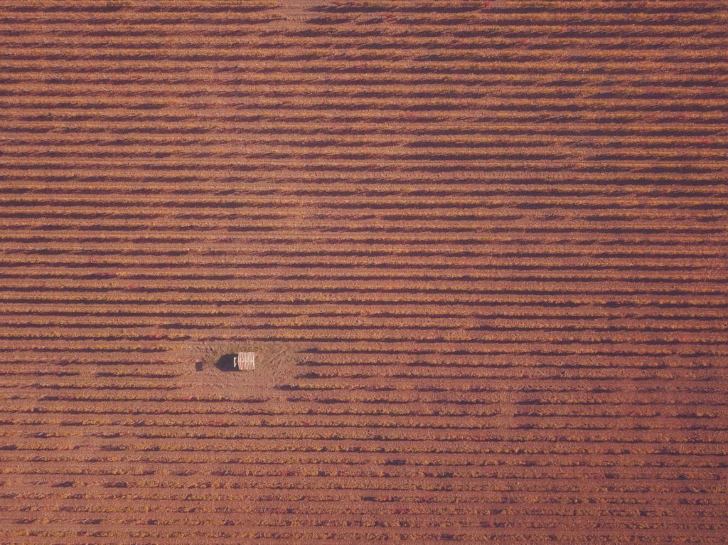 Vignes vues du ciel