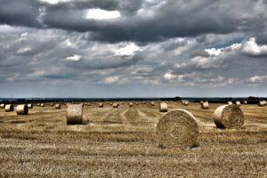 Photographie d'un champ de foin